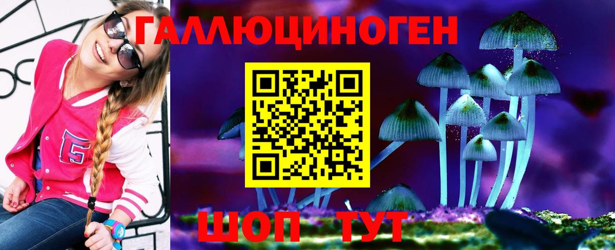 Галлюциногенные грибы Psilocybe Кизилюрт